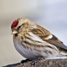 Common Redpoll (female)